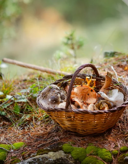 Bolets i tradicions